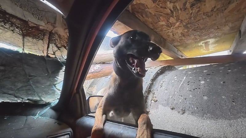 Vancouver’s urban SAR team demonstrates search dog training