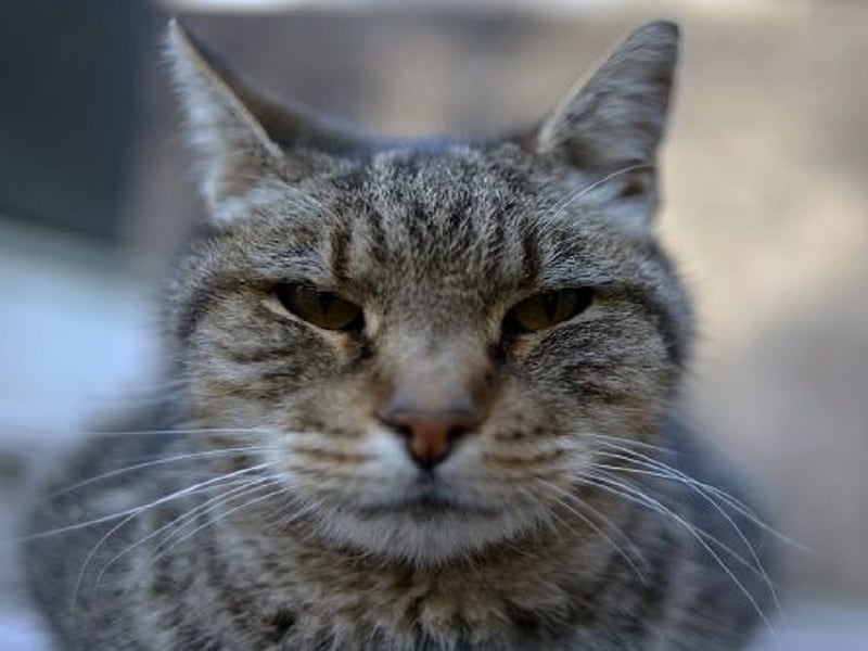 3 people treated after exposure to cat with raccoon rabies southwest of Montreal