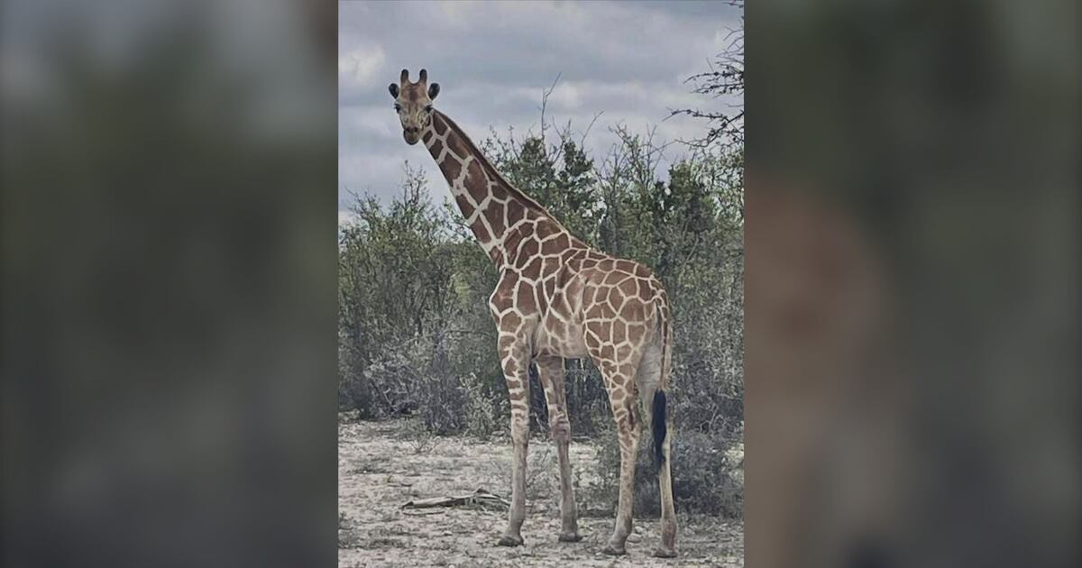 Eine Giraffe namens Gracie ist in Texas entlaufen. Niemand kann sie finden ...