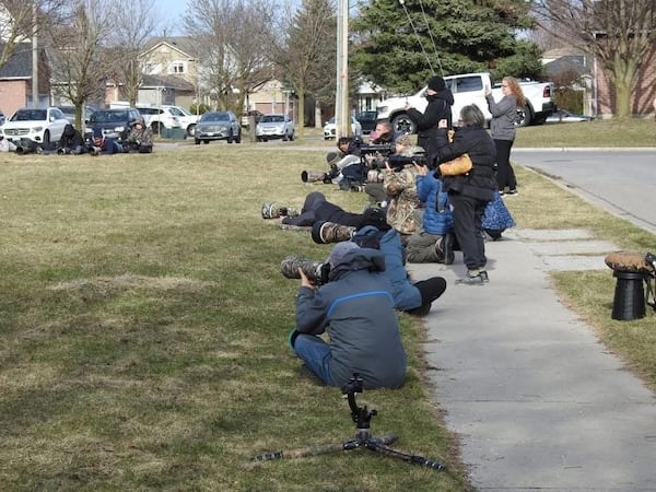 Onlookers urged to steer clear of fox family that has settled in Courtice, Ont.