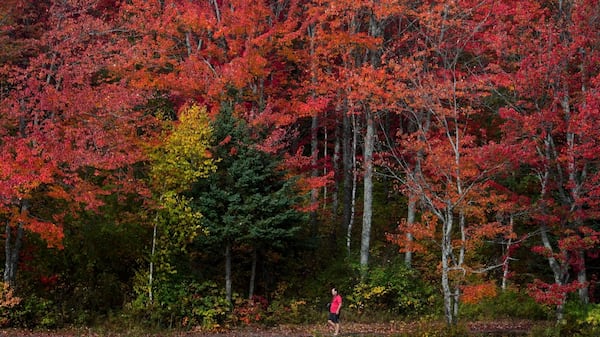 ‘It’s unlikely we’ll see the beautiful bright colours’: Fall foliage comes early