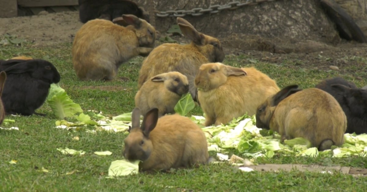 Syphlilus Rabbit 'These bunnies are very sick': Suspected syphilis outbreak in feral ...