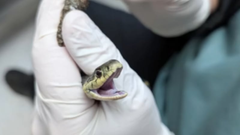 Snake Disability Wildlife refuge nurses critically injured snake back to health