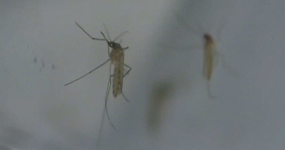 Mosquitoes test positive for West Nile in Lambton County