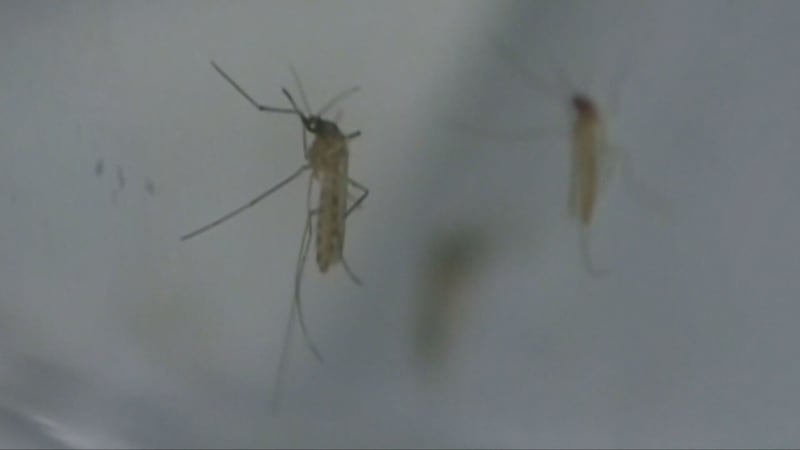 First human case of West Nile virus reported in Hamilton