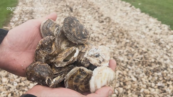 P.E.I. fisherman says MSX parasite impact on oysters ‘devastating,’ calls for government support