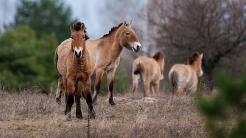 Chernobyl's radioactive landscape is testament to nature’s resilience and survival spirit