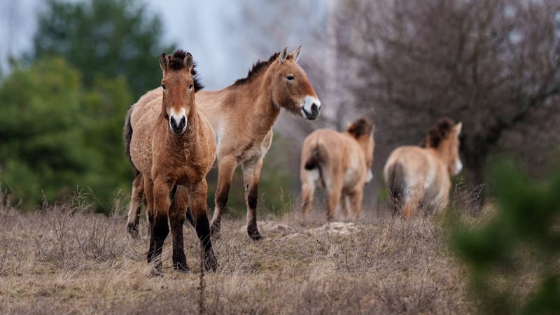 Chernobyl's radioactive landscape is testament to nature’s resilience and survival spirit