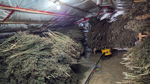 OPP finds $1.2 million worth of illegal cannabis, plants on eastern Ontario property