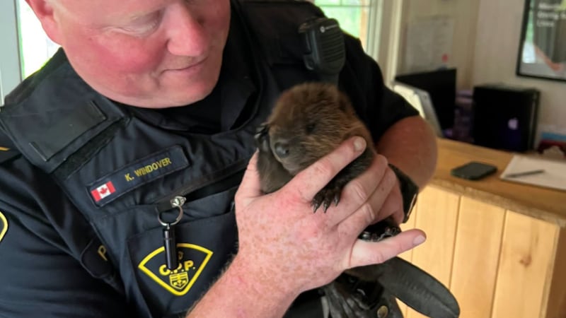 Police pull over alleged stunt driver, discover baby beaver passenger