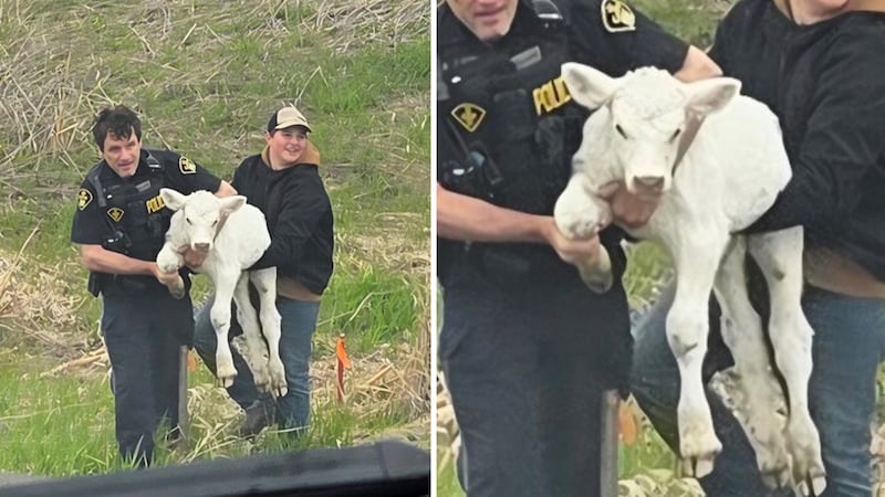 Calf falls out of trailer, reunited with herd