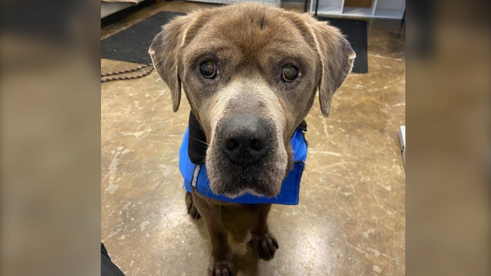 Spca Rescue ‘Heartbreaking case’: BC SPCA rescues emaciated dog from home in ...