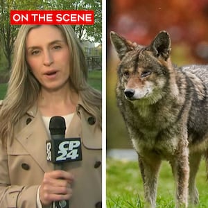Young boy hospitalized after being bitten by coyote in Markham, Ontario