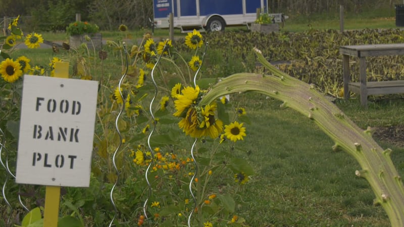 Feed me, Seymour: Mutant sunflower pops up in St. Albert community garden