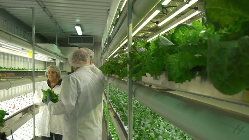 Regina Food Bank growing own food in face of increasing needs from community