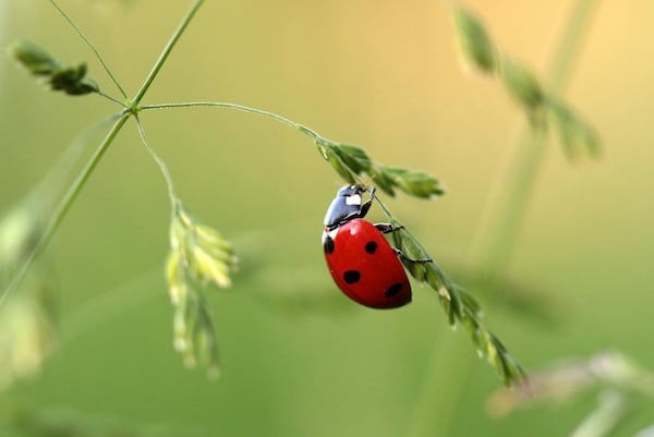 Ladybug boom in Alberta: Why nature’s polka-dotted insect is in abundance this fall