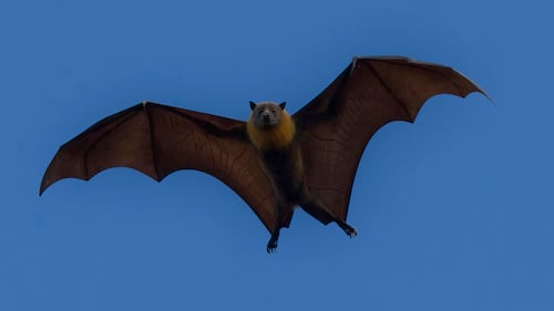 New Mexico health officials warn the public about bats as rabies concerns rise