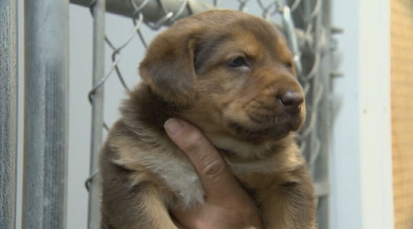 Major donation helping local animal rescue build new home