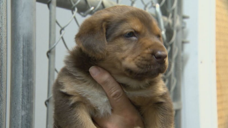 Major donation helping local animal rescue build new home
