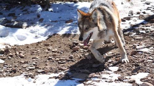 Trump again seeks to remove protections for wolves