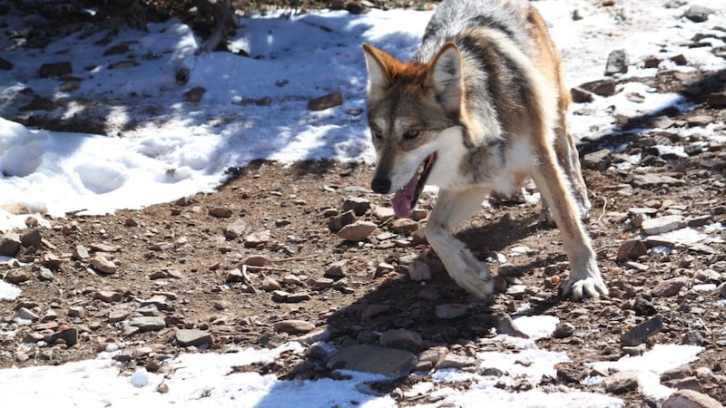 Trump again seeks to remove protections for wolves