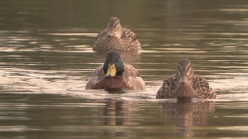 Birds at Coquitlam’s Lafarge Lake getting tangled in discarded fishing line, advocates warn