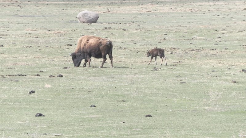 New bison calves at FortWhyte Alive