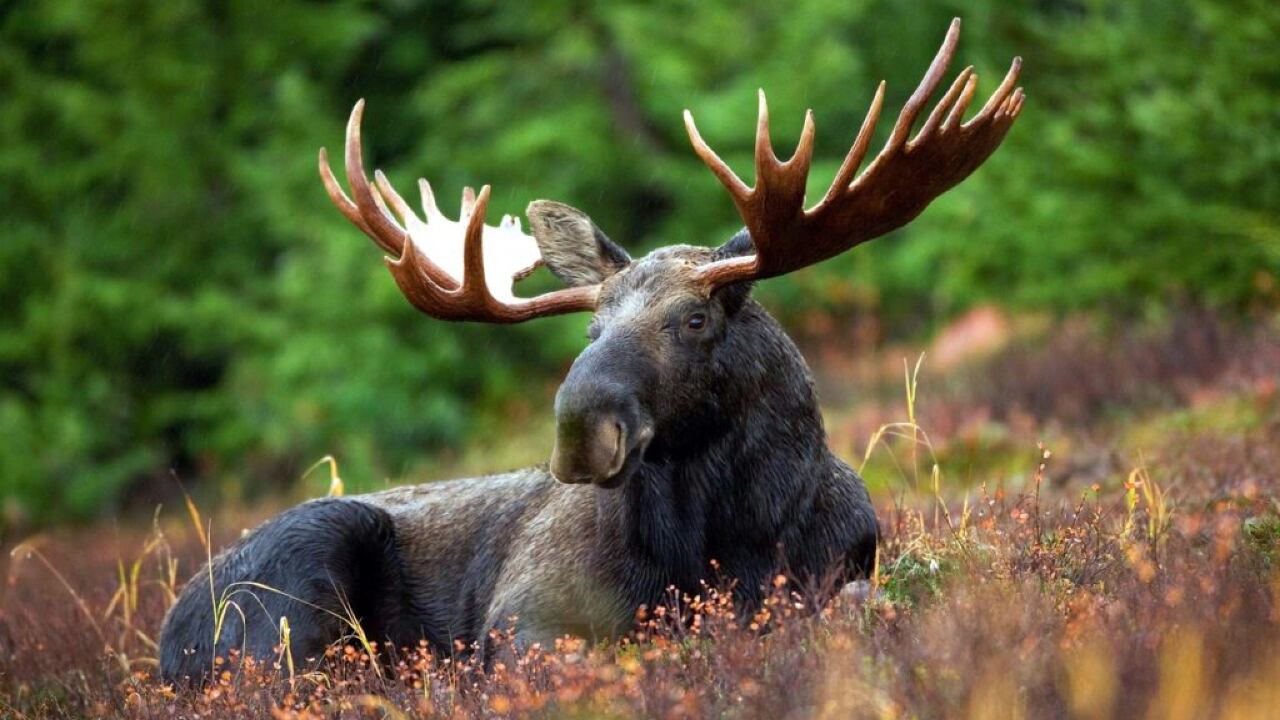 Trio fined for illegal moose hunt in northwestern Ont.