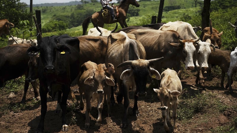 Texas parasite outbreak risks disrupting Canada’s beef exports