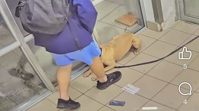 Sudbury police rescue dog abused in CCTV video