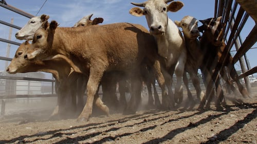 Canada restricts U.S. livestock imports from areas affected by screwworm