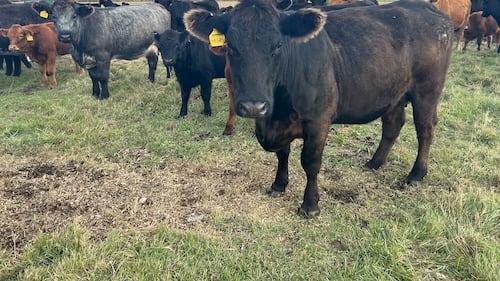 Livestock crimes in Manitoba under investigation by new RCMP position