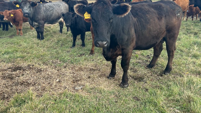 ‘It’s important’: New RCMP position to investigate livestock crimes in Manitoba