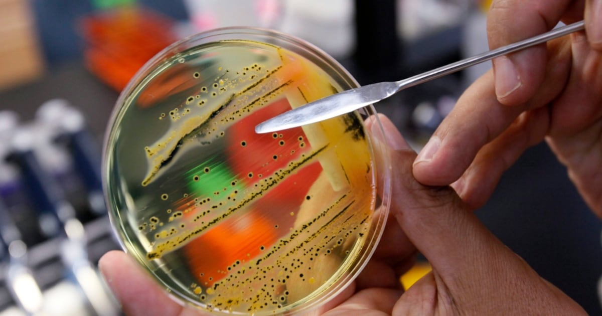 Canadian-led team of scientists discover new antibiotic hidden in decades-old bacterium