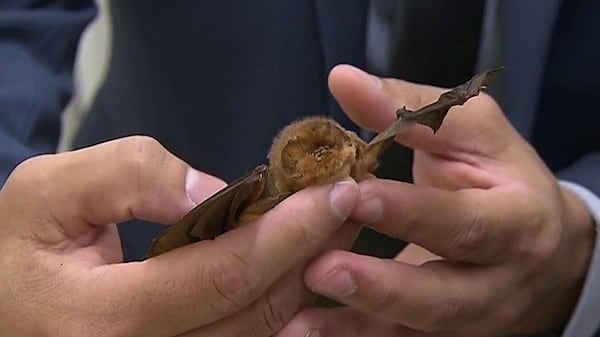 Bat found in Barrie home tests positive for rabies prompting reminder from vet clinic
