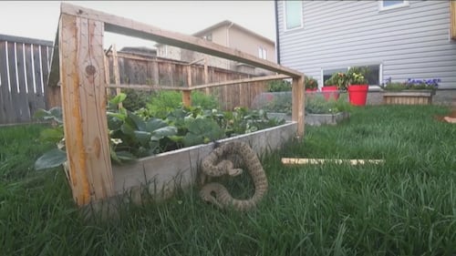 Rattlesnakes emerge from winter dens as tick season begins in Lethbridge