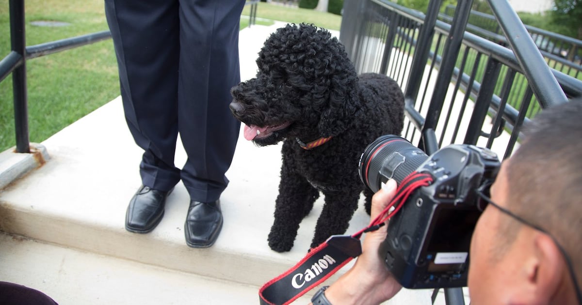 Der Familienhund der Obamas, Sunny, ist gestorben, sagt der ehemalige ...
