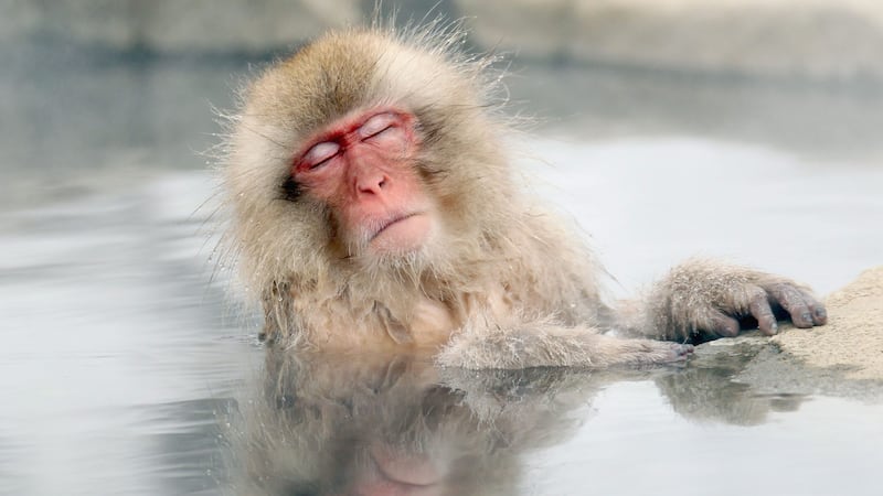 ‘Snow monkey’ park to cap visitors after overcrowding, bathing with animals