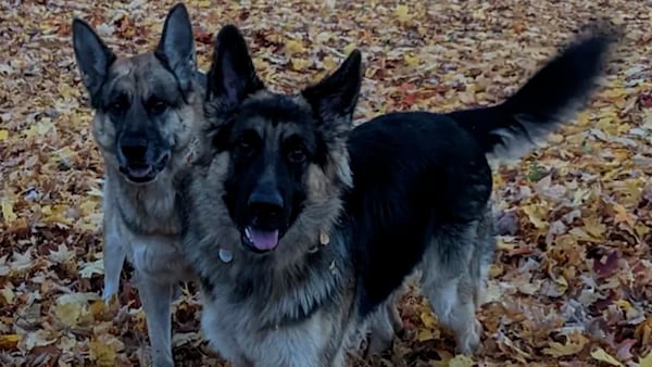 ‘Justice was not served’: Grieving pet owner speaks out after hunter sentenced for shooting dogs