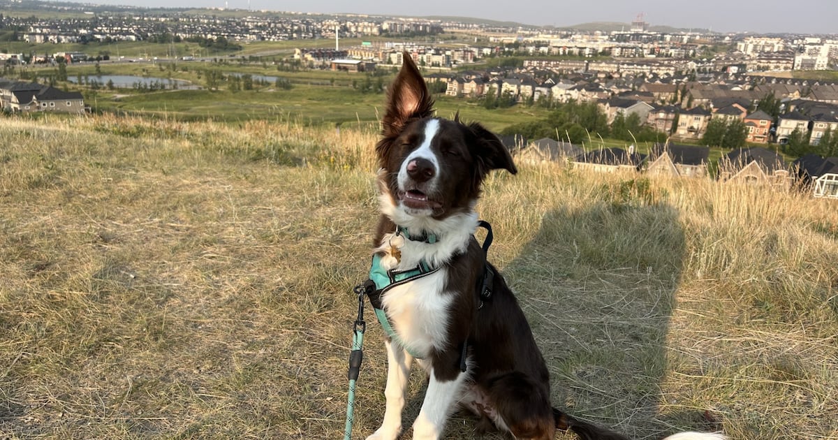Calgary weather: One last day of heat before mercury drop