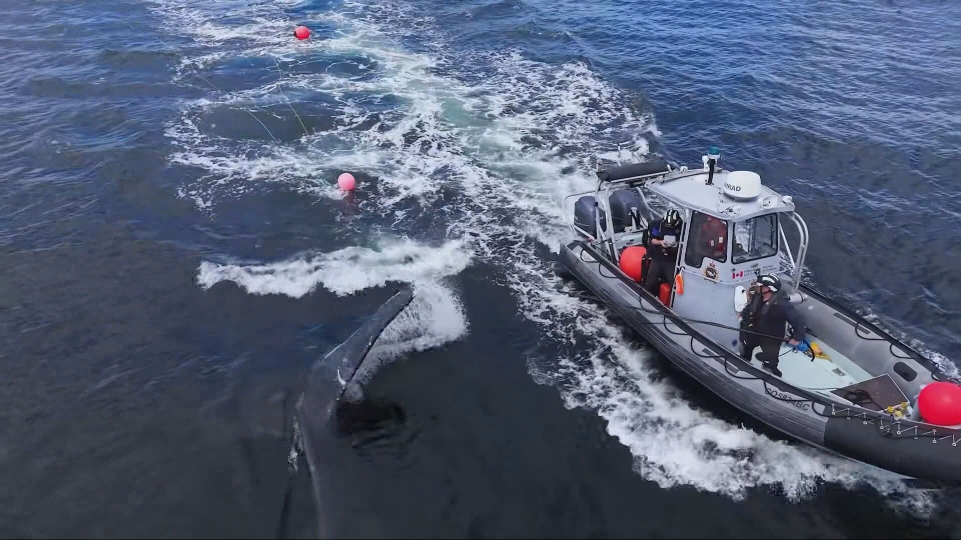 Fisheries officers injured in encounter with humpback whale off B.C.