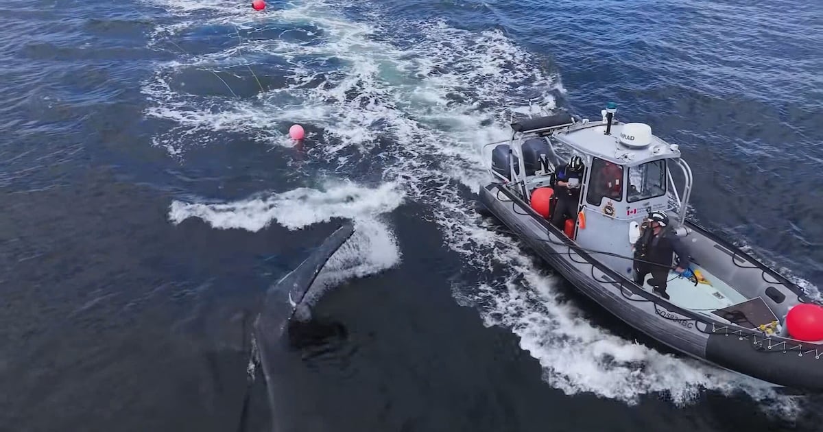 Fisheries officers injured in encounter with humpback whale off B.C.