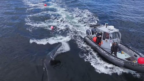 Fisheries officers injured in encounter with humpback whale off B.C.