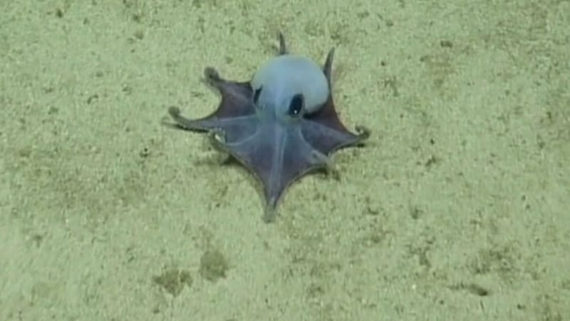 ‘He’s tiny! It’s blue!’: Scientists find new deep-sea octopus