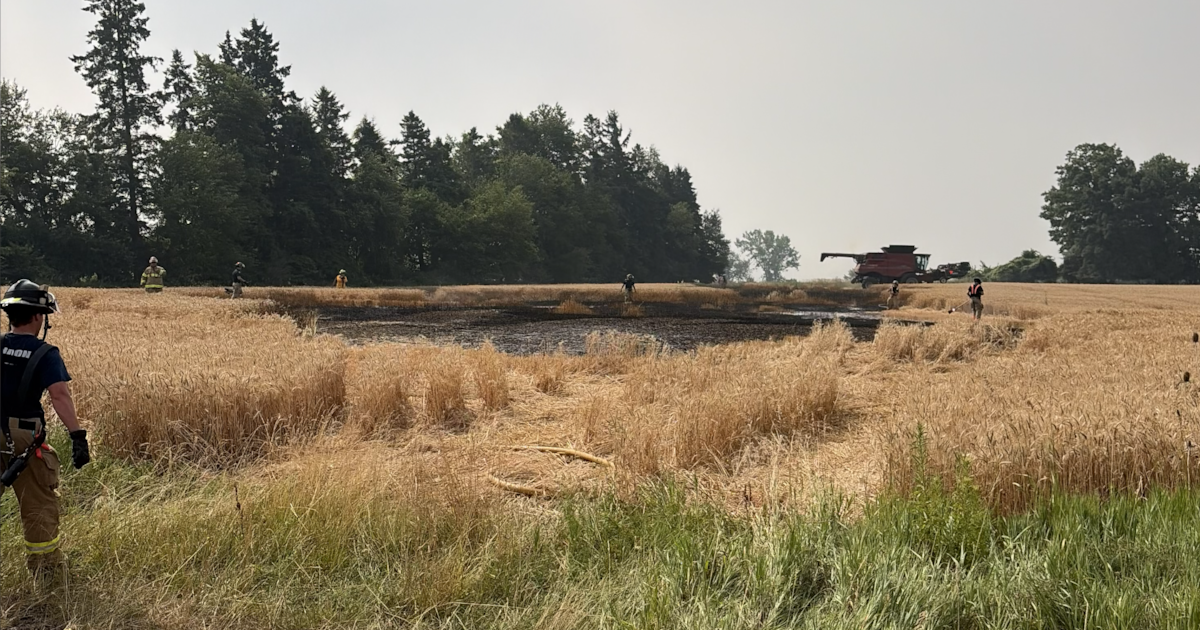 Wheat field fire in southwest London