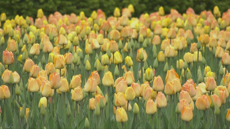 Here’s what you need to know about tulips in Ottawa