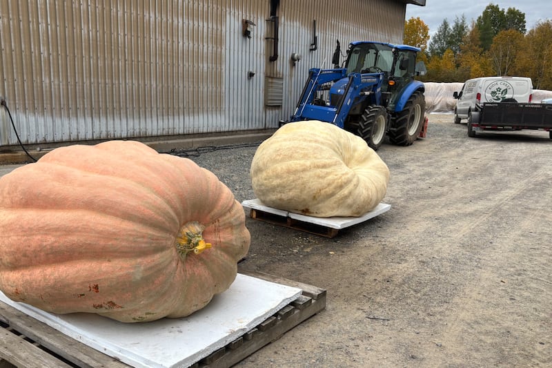 Ontario grower’s giant pumpkin disqualified at Pumpkinfest