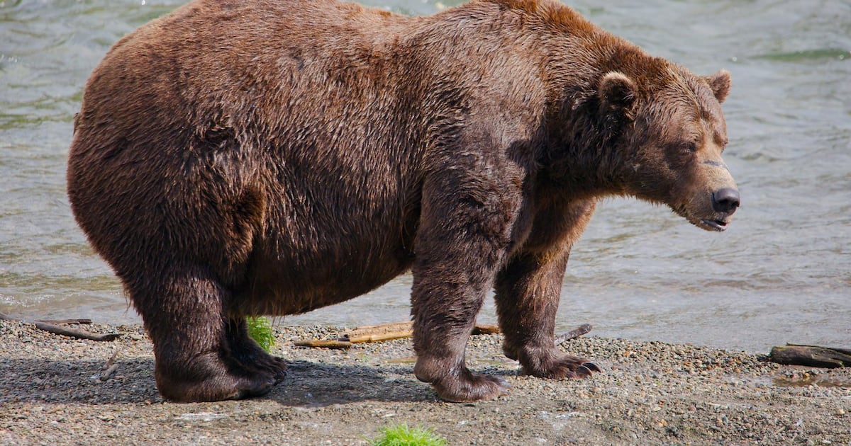 Die Fat Bear Week eröffnet den Kampf um Alaskas Schwergewichtskrone ...