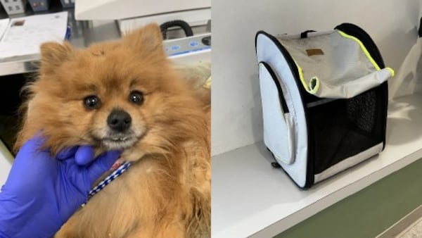 Dog in medical distress abandoned outside Calgary soccer centre