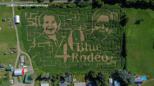 Blue Rodeo honoured with corn maze marking 40th anniversary